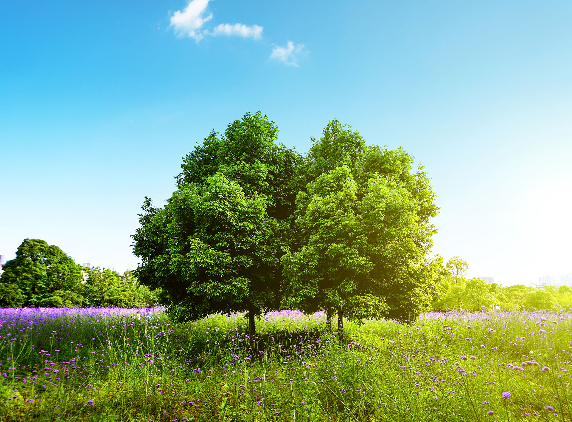 Field,tree and blue sky