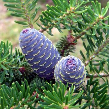 691e5696b83473b0d949da73f7040011--mmf400x400