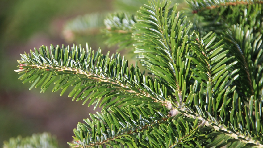 abies-nordmanniana-leaves-3_1