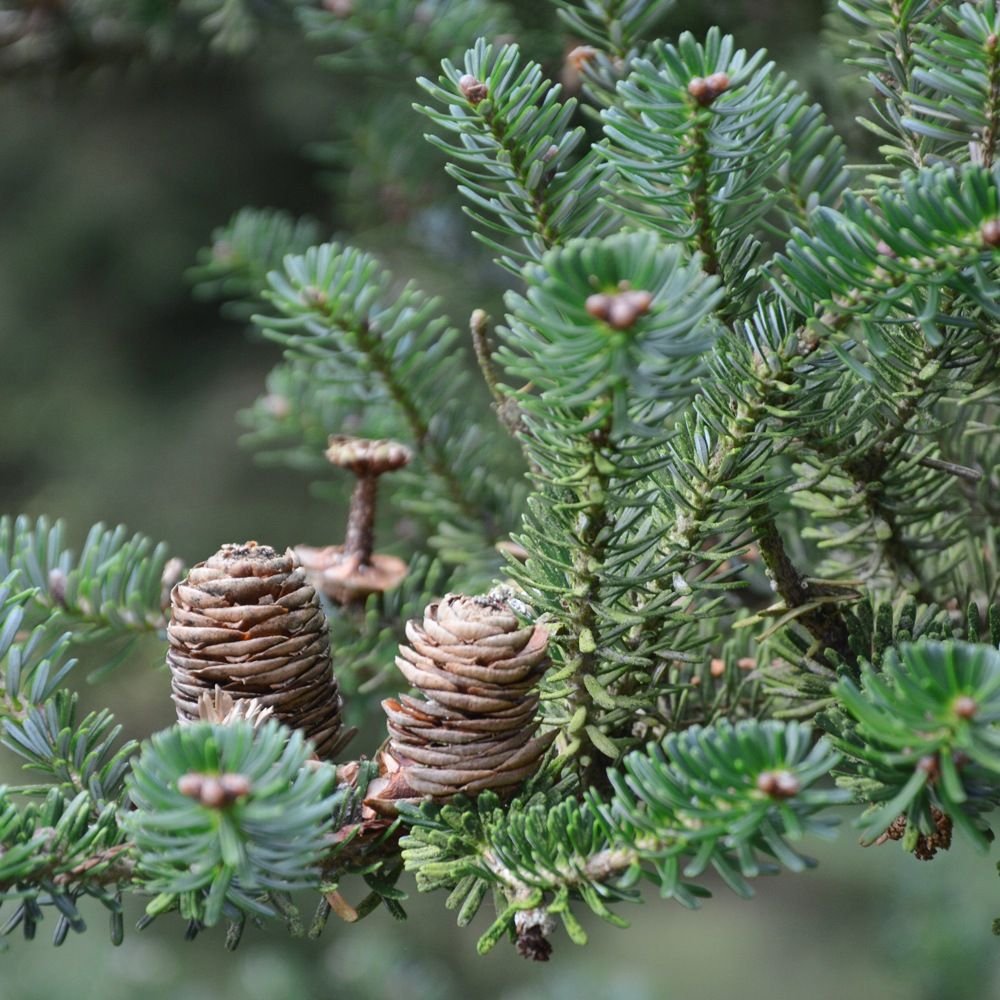 abies_nordmanniana_1_2