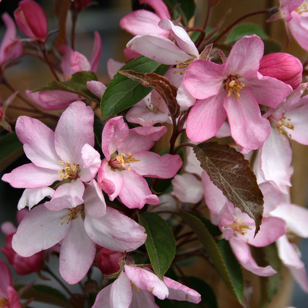 Malus-Red-Obelisk-Flowers