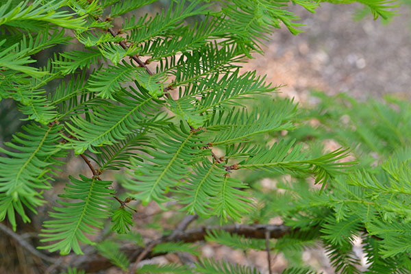 Metasequoia-glyptostroboides-Bonsai (1)