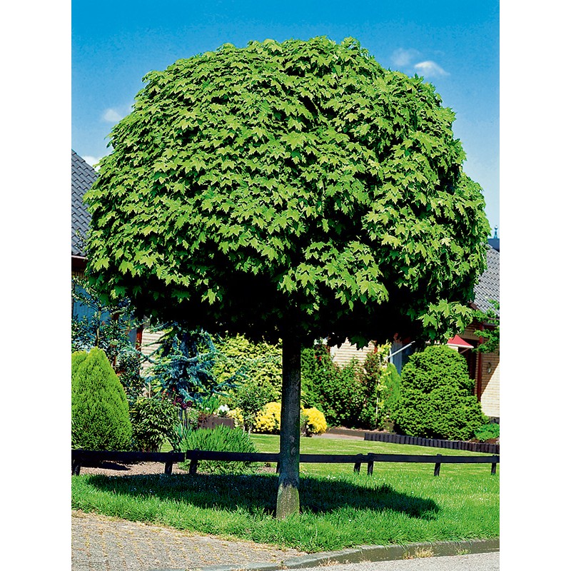 Acer platanoides „Globosum“