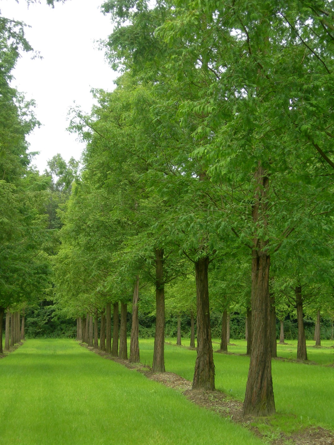 metasequoia_glyptostroboides_1