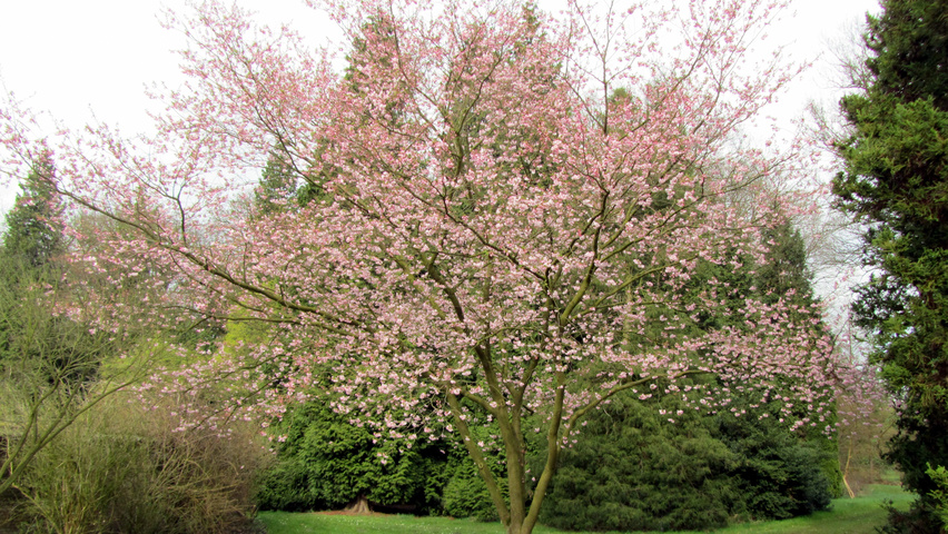 prunus-x-subhirtella-autumnalis-rosea-multi-stem-umbrella-4