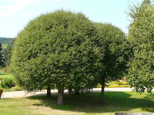 Prunus fruticosa „Globosa“