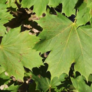 Acer platanoides ´Olmsted´