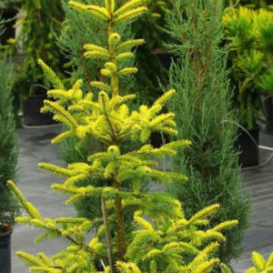 Picea omorika "Aurea"