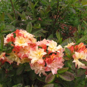 Azalea Cannons Double