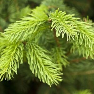 Picea abies 'Cupressina'