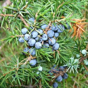 Juniperus communis ´Sentinel´