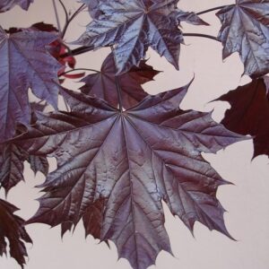 Acer platanoides "Crimson King"