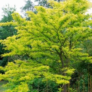 Gleditsia triacanthos "Sunburst"