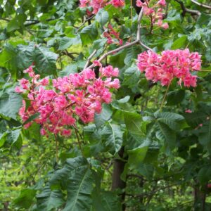 Aesculus x carnea ´Briotii´
