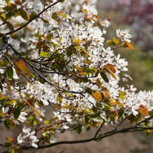 Amelanchier arborea "Robin Hill"