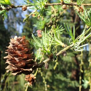 Larix kaempferi Diana