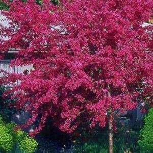 Malus "Profusion"