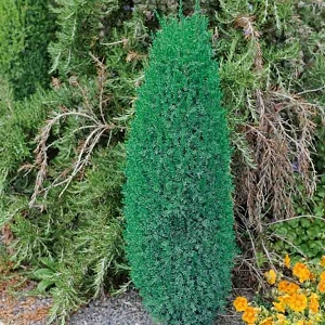 Juniperus communis "Hibernica"