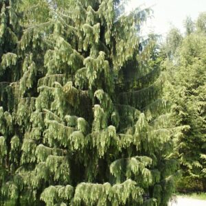 Picea breweriana