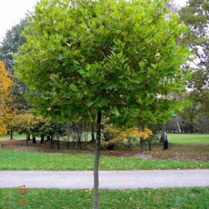 Platanus x acerifolia "Alphens Globe"