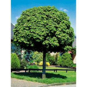 Acer platanoides "Globosum"