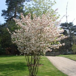 Amelanchier lamarckii