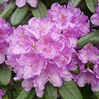 Rhododendron ´Catawbiense Grandiflorum´