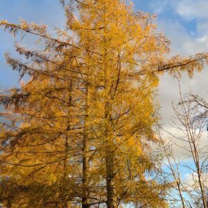 Larix decidua