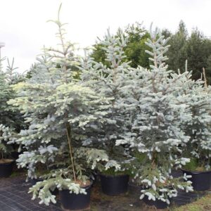 Picea pungens "Fürst Bismarck"