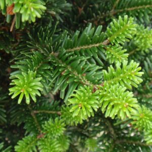 Abies alba "Pyramidalis"