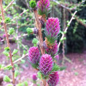 Larix decidua "Pendula"