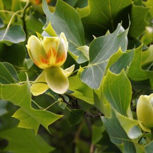 Liriodendron tulipifera