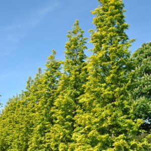 Metasequoia glyptostroboides