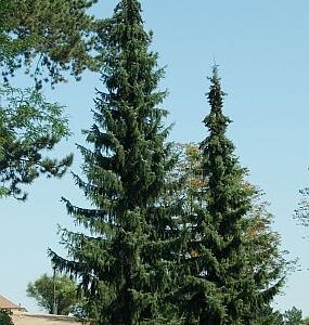 Picea omorika