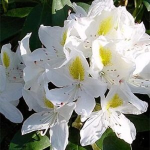 Rhododendron ´Madame Masson´