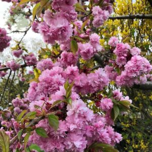 Prunus serrulata "Kiku-shidare"