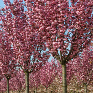 Prunus serrulata "Royal Burgundy"