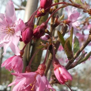 Prunus subhirtella "Fukubana"