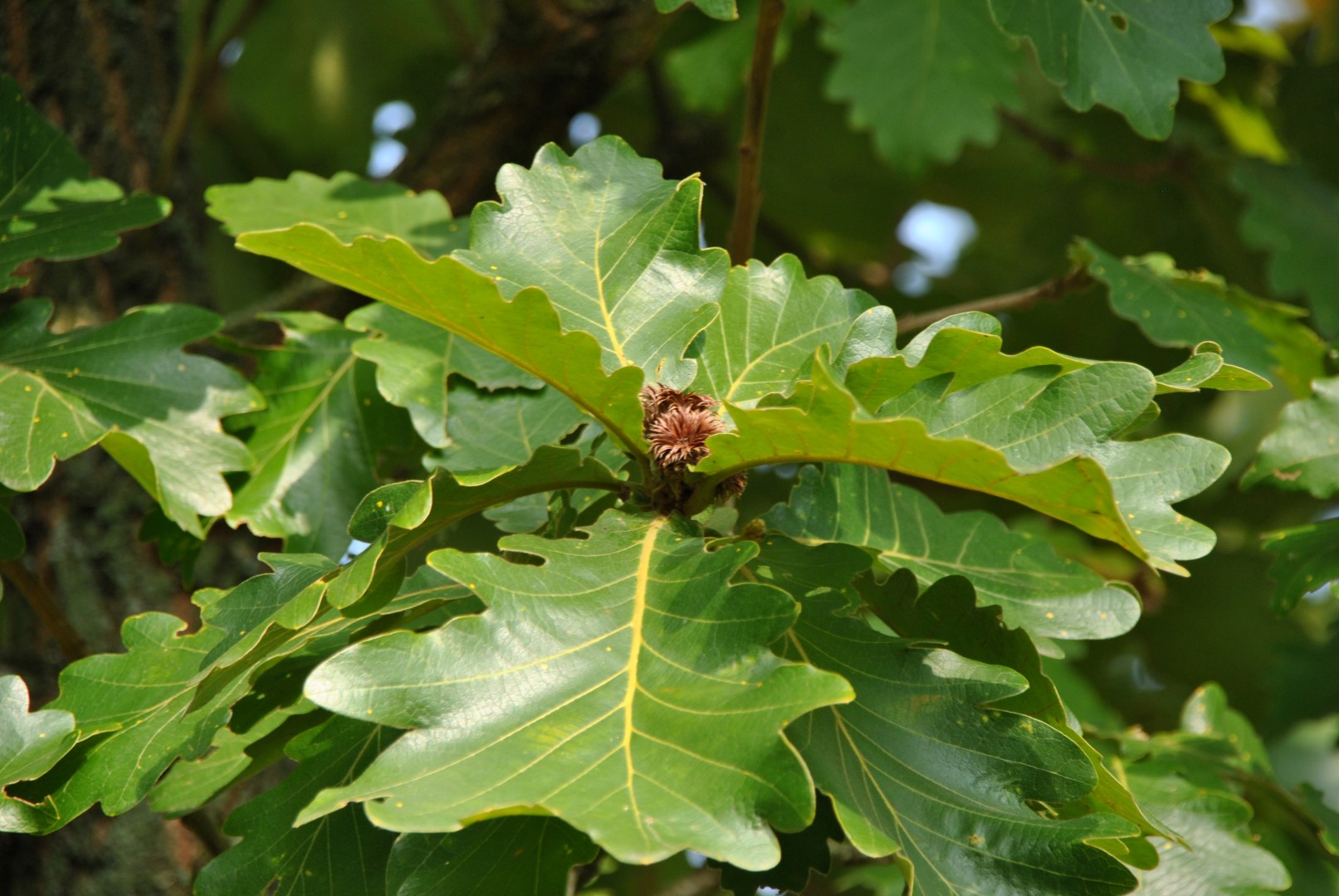 quercus-dentata.jpg