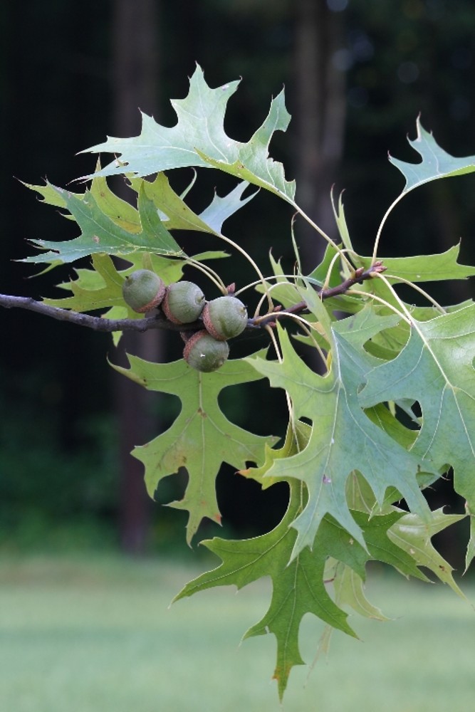 quercus-palustris-fr-atal.jpg