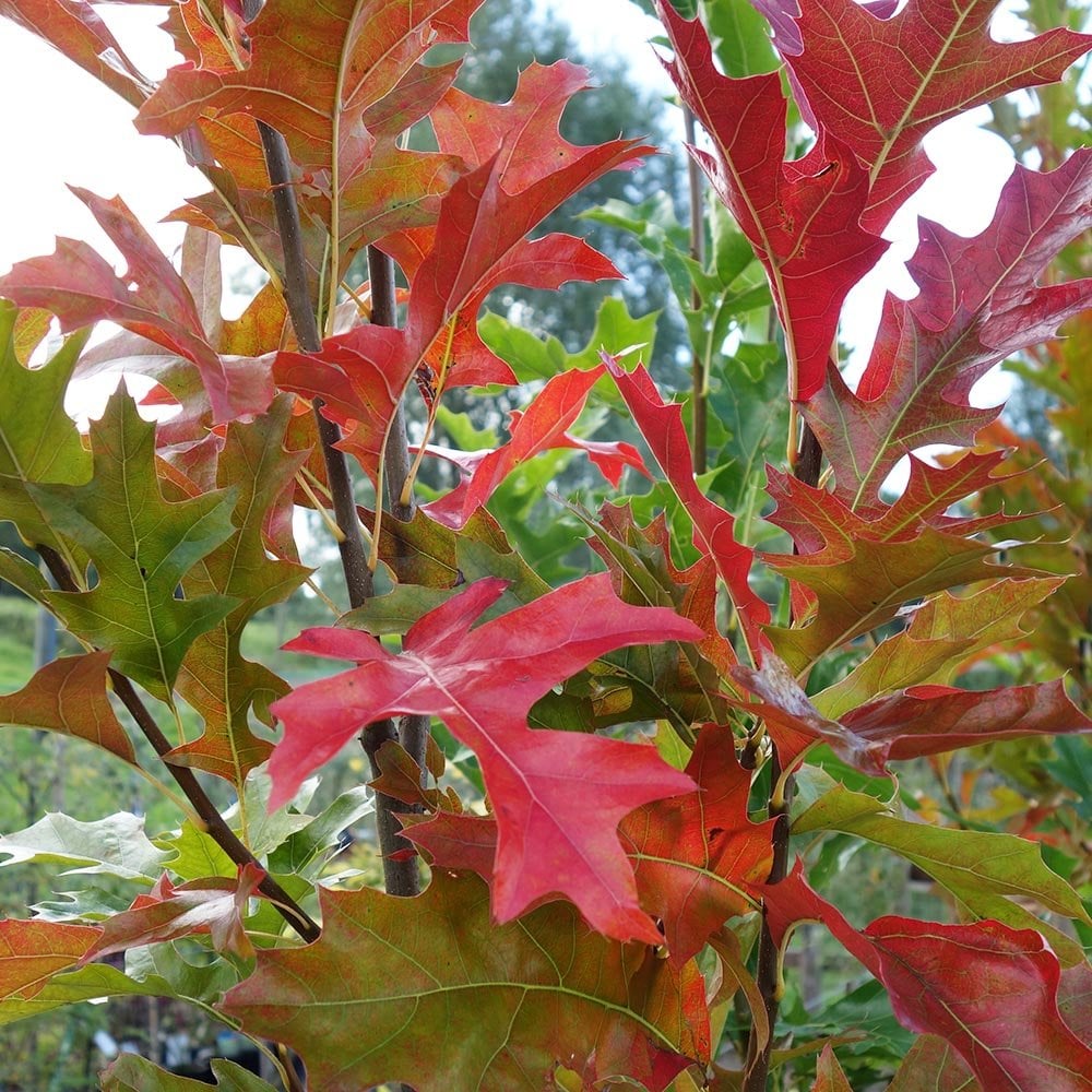 quercus-palustris-green-pillar-p980-5973_image.jpg