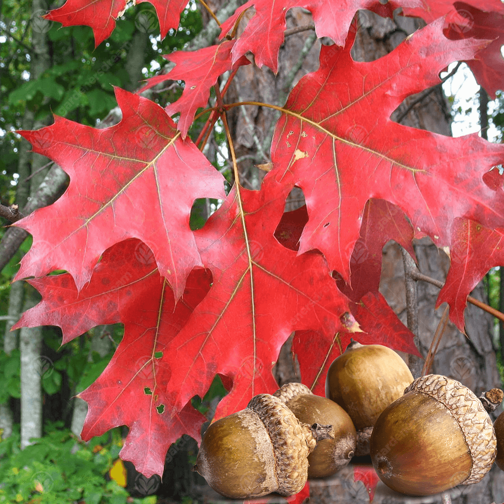 quercus-rubra-tree-p3393-34097_image.png