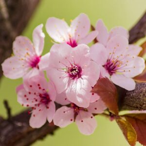 Prunus cerasifera ´Nigra