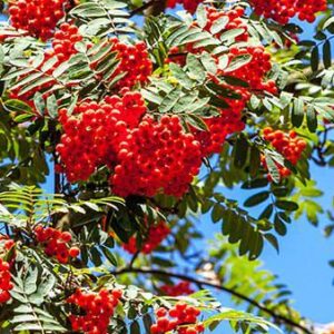 Sorbus aucuparia