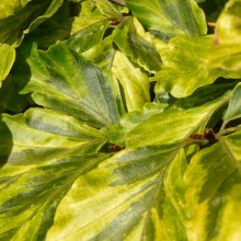 Fagus sylvatica ´albovariegata´