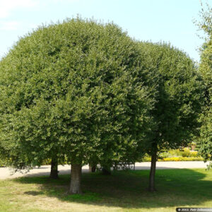 Prunus fruticosa "Globosa"