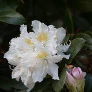 Rhododendron ´Cunningham´s White´