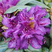 Rhododendron ´Marcel Menard´