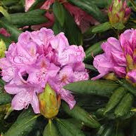 Rhododendron ´Roseum Elegans´